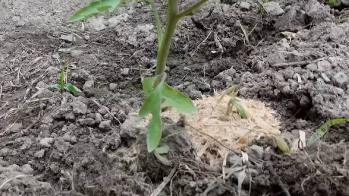 Всего 1 пачка кормит все растения. Не знаем, куда деть урожай