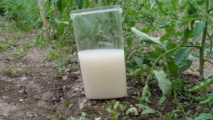 Всего 1 пачка кормит все растения. Не знаем, куда деть урожай