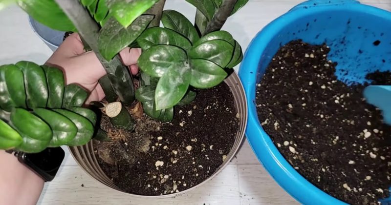 Важны не только удобрения. Чтобы замиокулькас хорошо рос, пересадите его