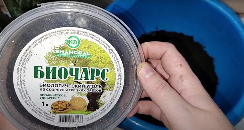 Важны не только удобрения. Чтобы замиокулькас хорошо рос, пересадите его