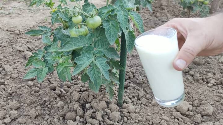 Дайте молоко огурцам и томатам. Они завалят рекордным урожаем