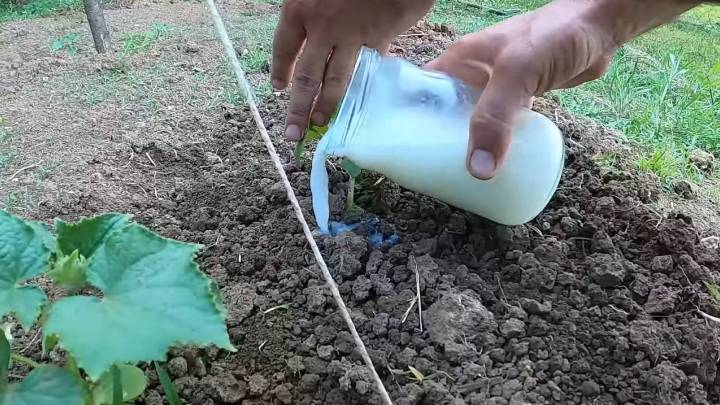 Дайте молоко огурцам и томатам. Они завалят рекордным урожаем