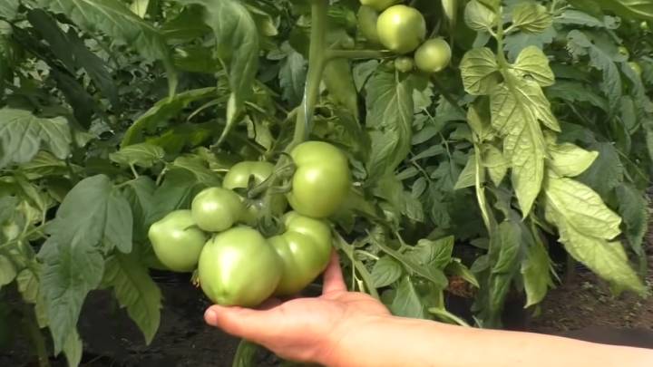 Ошибка, которая стоит целого урожая. Не удаляйте листья томатов