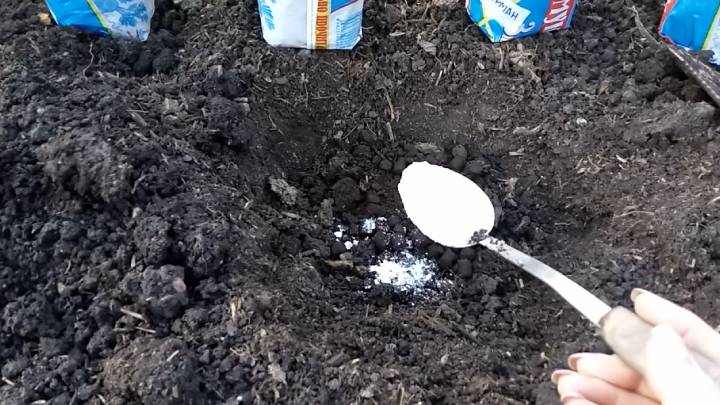 Положите в лунку, и огурчики неожиданно завалят урожаем