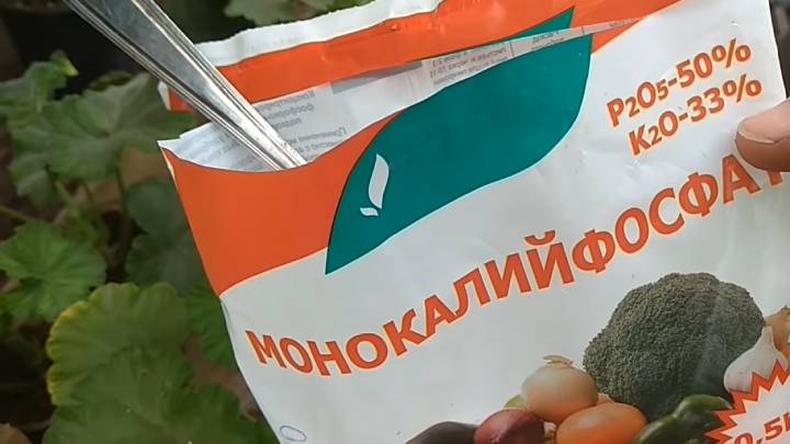 Черенки герани внезапно пойдут в рост! Секрет мощной корневой