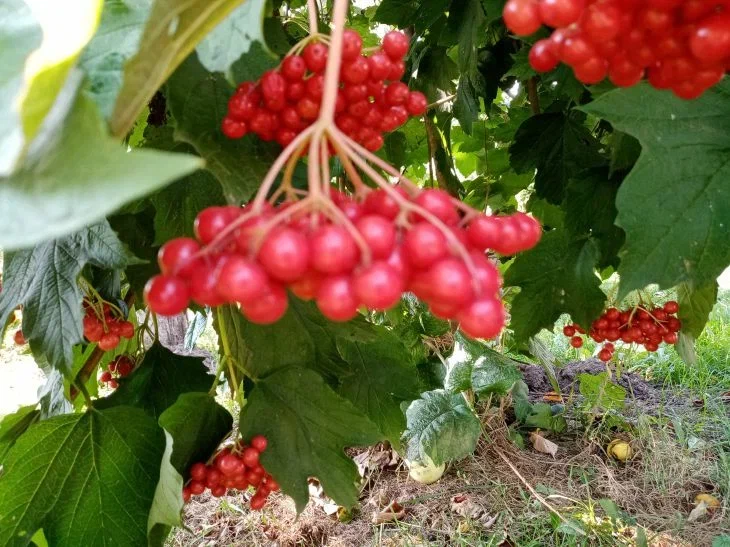 3 растения, которые скрыто вредят другим культурам: не сорняки, а вред наносят