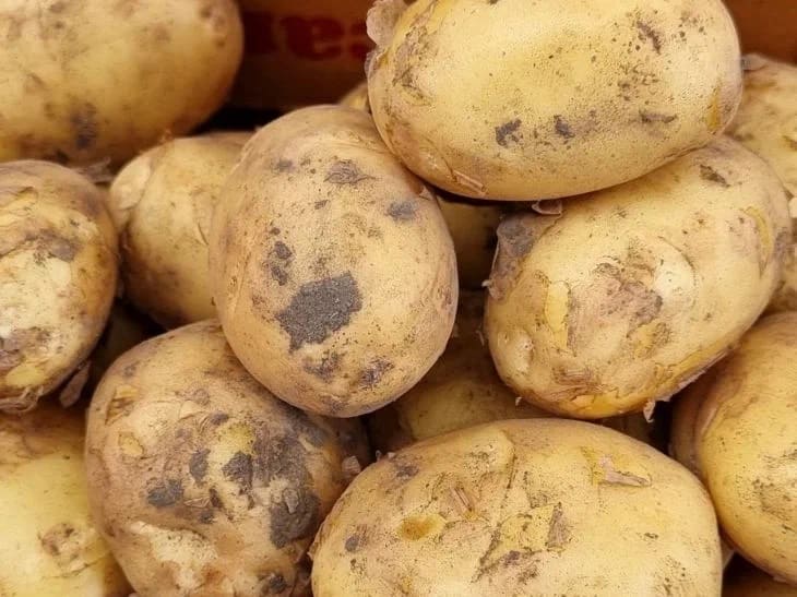 Как приготовить ленивые вареники с картошкой: простой рецепт сытного и вкусного завтрака Как приготовить ленивые вареники с картошкой: простой рецепт сытного и вкусного завтрака