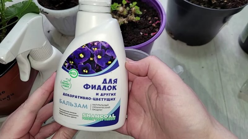 После такой обработки обрезанная герань превратится в пышный цветущий кустик