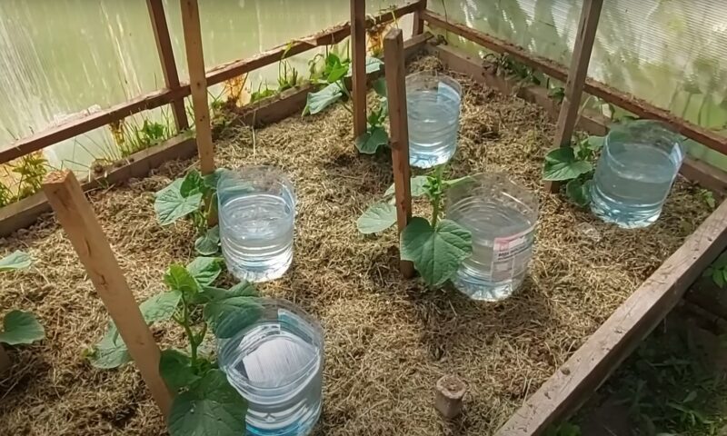 Бесплатный капельный полив, который сэкономит силы и деньги