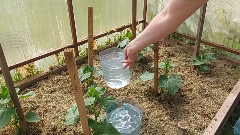 Бесплатный капельный полив, который сэкономит силы и деньги