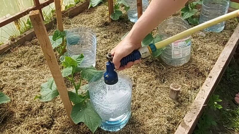Бесплатный капельный полив, который сэкономит силы и деньги