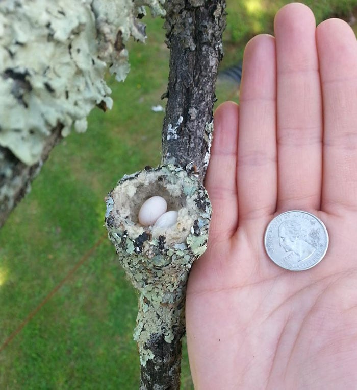 25+ любопытных явлений, которые посчастливилось увидеть лишь некоторым людям