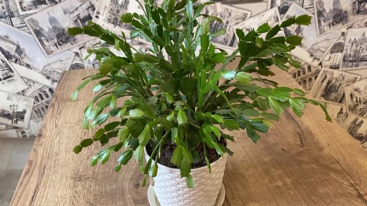 Чем меньше возни, тем лучше результат! Размножаю декабрист сегментами сразу в землю