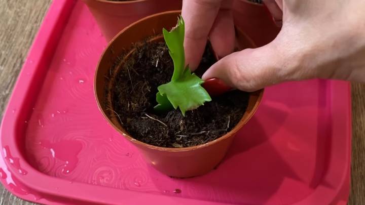 Чем меньше возни, тем лучше результат! Размножаю декабрист сегментами сразу в землю