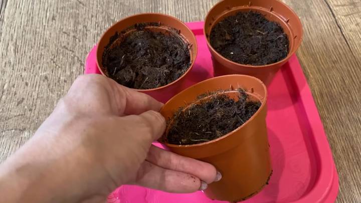 Чем меньше возни, тем лучше результат! Размножаю декабрист сегментами сразу в землю