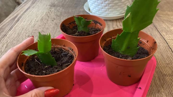 Чем меньше возни, тем лучше результат! Размножаю декабрист сегментами сразу в землю