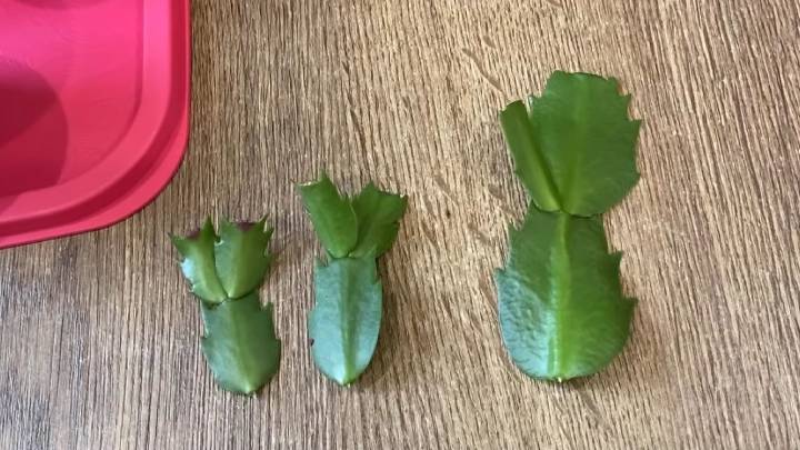 Чем меньше возни, тем лучше результат! Размножаю декабрист сегментами сразу в землю