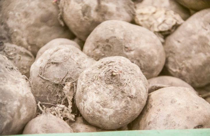 Как вырастить вкусную свеклу: опытные дачники назвали 4 важных условия - о чем не стоит забывать Как вырастить вкусную свеклу: опытные дачники назвали 4 важных условия - о чем не стоит забывать