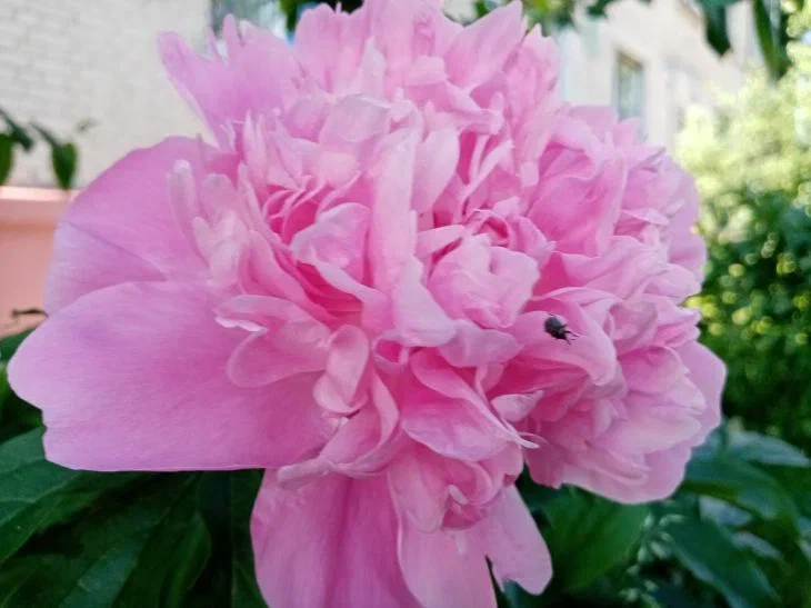 Чем удобрить пионы: цветоводам рассказали, как подкормить цветы весной