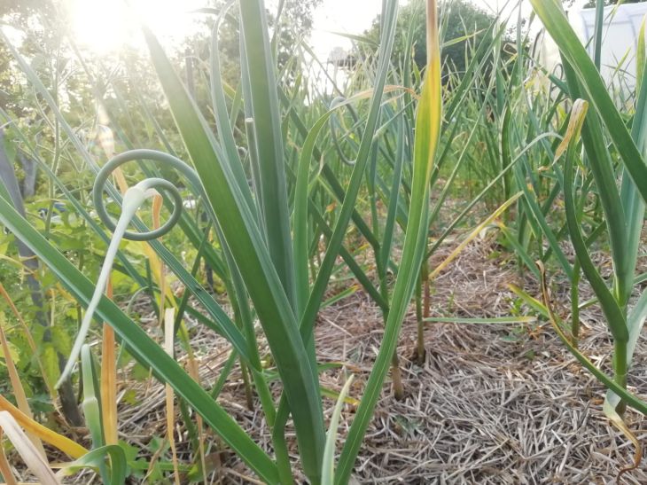 Весной подкормите чеснок этим: не будет желтеть — дачникам на заметку