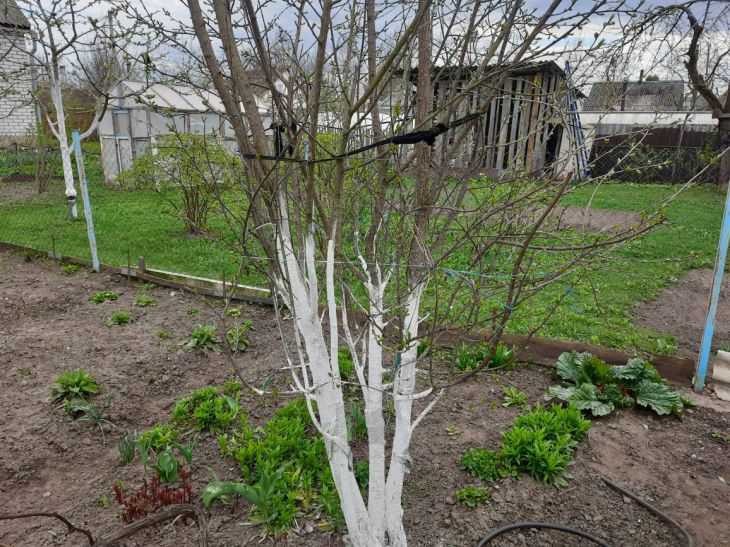 Идеальное решение для сада: этой смесью в марте огородники обрабатывают все деревья и кусты