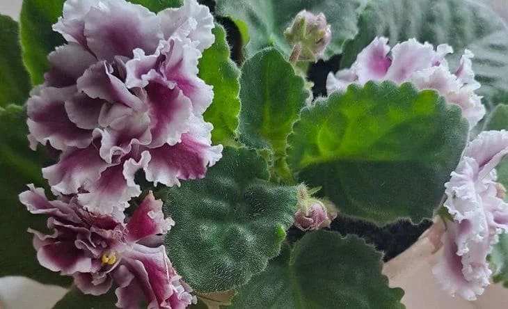 Как ухаживать за комнатными растениями: универсальные правила Как ухаживать за комнатными растениями: универсальные правила