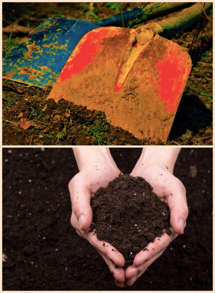 Лопату в руки беру редко, грядки никогда не копаю, а земля как пух: делюсь своим опытом