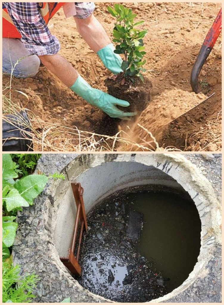 Какие деревья посадить около ямы, чтобы забыть о постоянной откачке? (Проверено — работает)