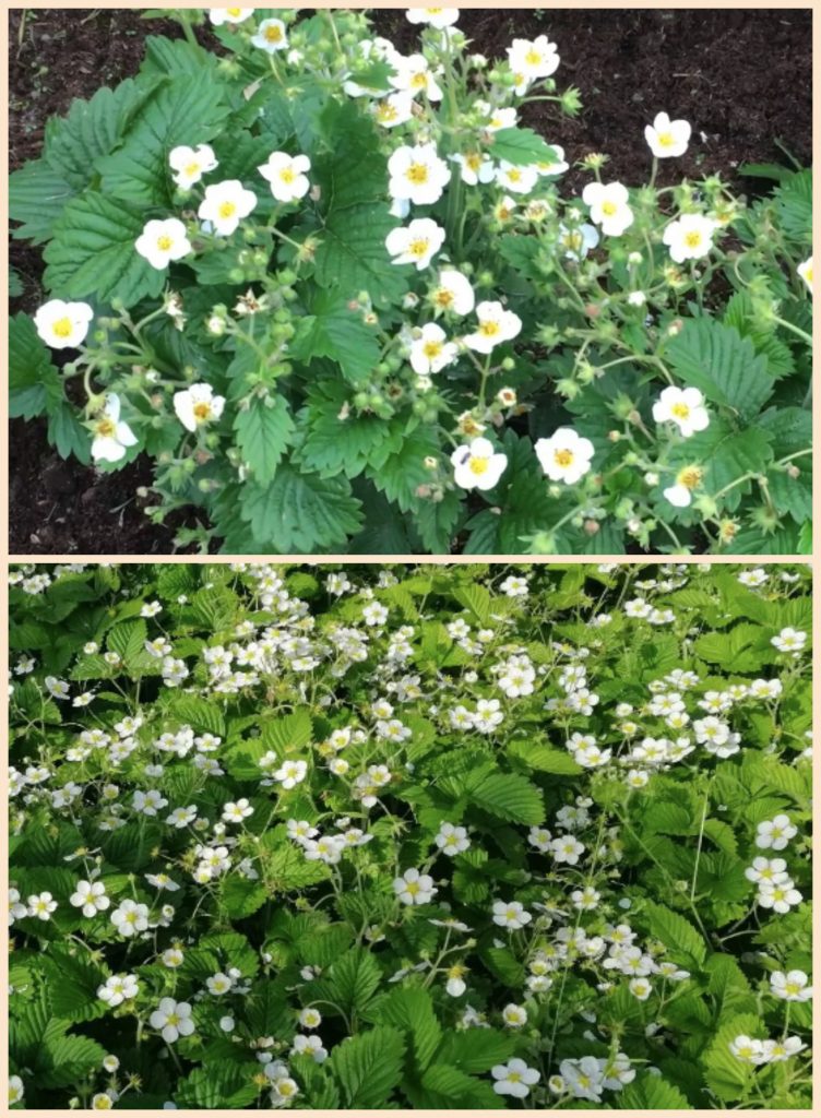 Зацвела Клубника. Что обязательно нужно успеть сделать в это время. Несколько важных приемов