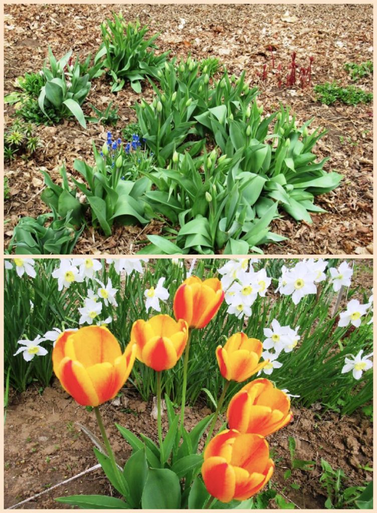 Тюльпаны и нарциссы будут цвести долго, ярко и насыщенно, если правильно подкормить весной