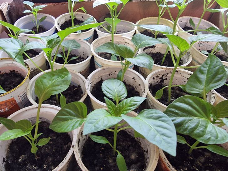 Почему на листьях рассады появились пятна: не все дачники знают - важные секреты