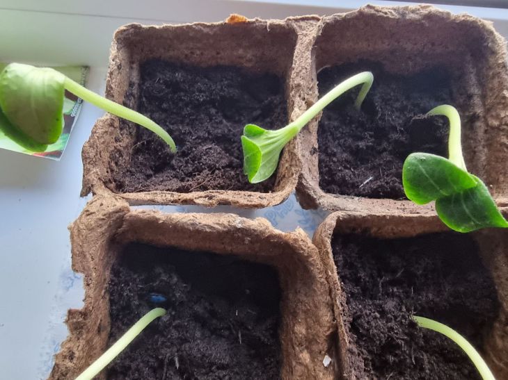 Рассада помидоров и перца светло-зеленая: эффективная и простая подкормка – будет изумрудно-зеленой