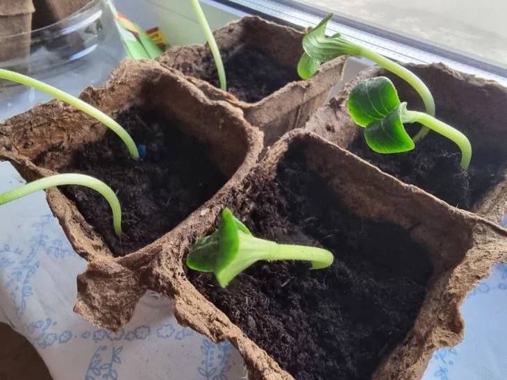 Почему гибнет рассада: в это сложно поверить, но виновник – торф Почему гибнет рассада: в это сложно поверить, но виновник – торф