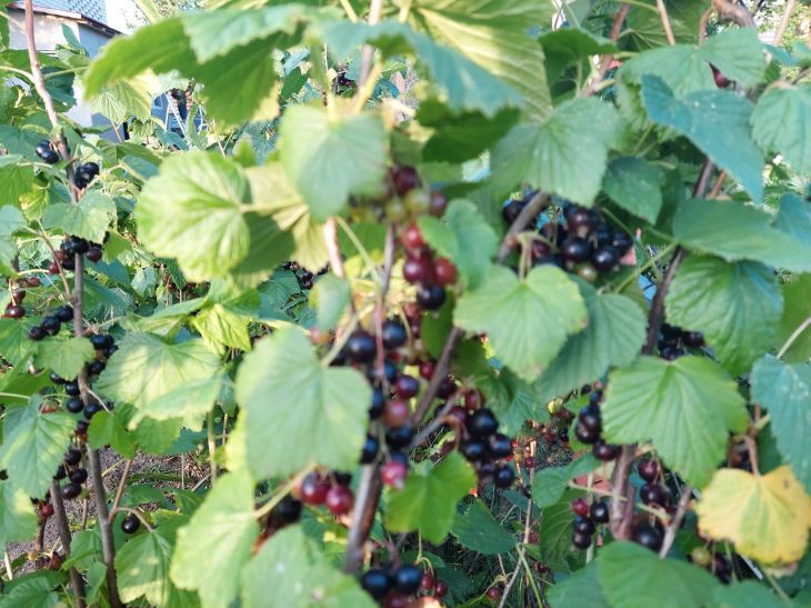 Что делать со смородиной ранней весной: советы, которыми пользуются дачники Что делать со смородиной ранней весной: советы, которыми пользуются дачники