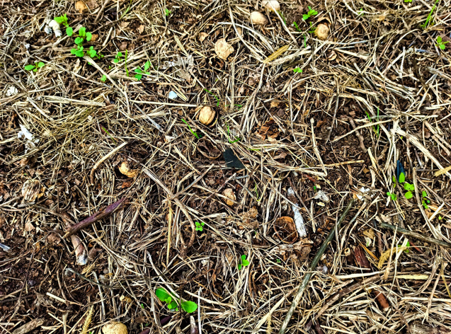 Лопату в руки беру редко, грядки никогда не копаю, а земля как пух: делюсь своим опытом