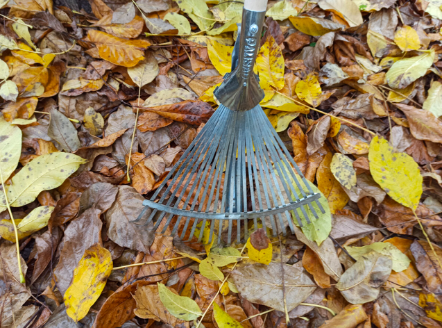 Лопату в руки беру редко, грядки никогда не копаю, а земля как пух: делюсь своим опытом