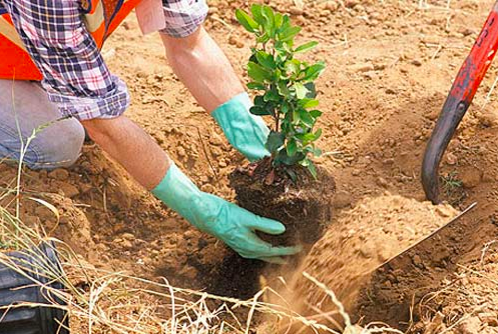 Какие деревья посадить около ямы, чтобы забыть о постоянной откачке? (Проверено — работает)