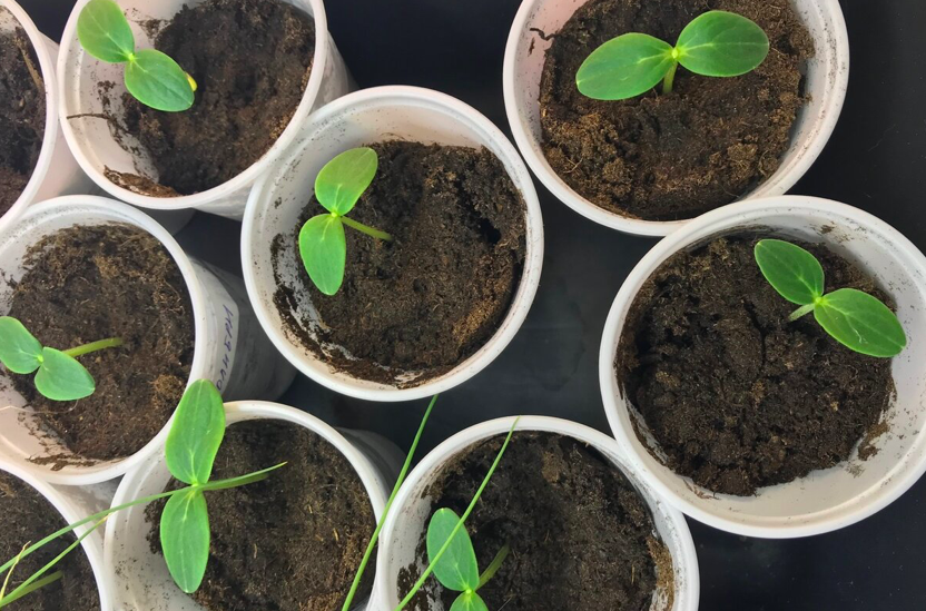 5 лет назад увидела, как продавщица рассады сеет огурцы. Теперь делаю так же – всходы 99% на 3-й день. Делюсь методом