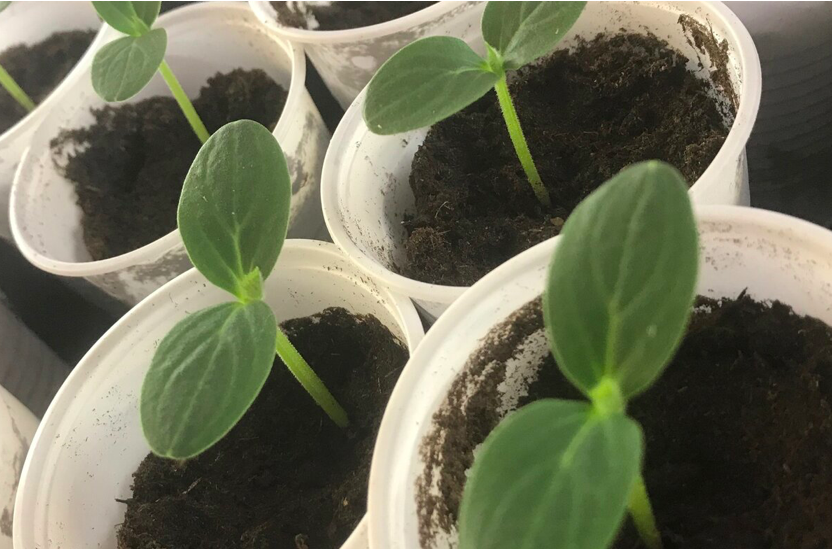 5 лет назад увидела, как продавщица рассады сеет огурцы. Теперь делаю так же – всходы 99% на 3-й день. Делюсь методом