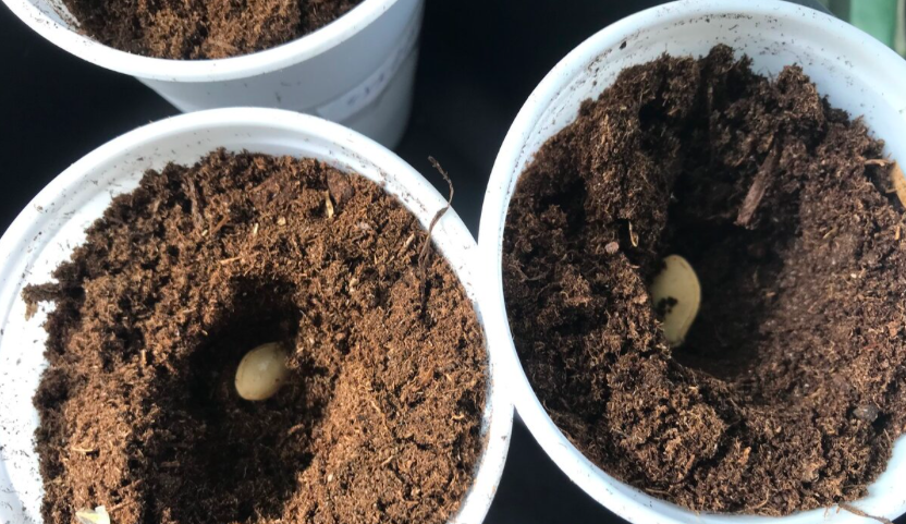 5 лет назад увидела, как продавщица рассады сеет огурцы. Теперь делаю так же – всходы 99% на 3-й день. Делюсь методом