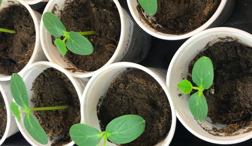 5 лет назад увидела, как продавщица рассады сеет огурцы. Теперь делаю так же – всходы 99% на 3-й день. Делюсь методом