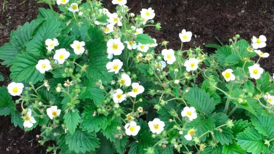 Зацвела Клубника. Что обязательно нужно успеть сделать в это время. Несколько важных приемов