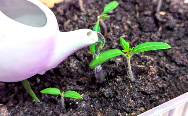 Бор — главный секрет низкой и коренастой рассады помидор. Рассказываю в деталях