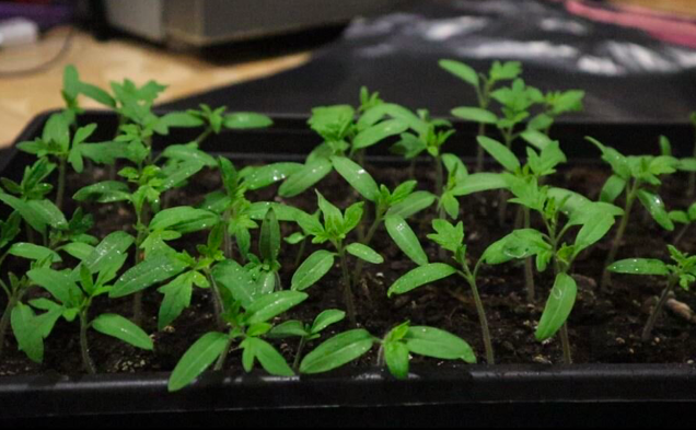 Бор — главный секрет низкой и коренастой рассады помидор. Рассказываю в деталях