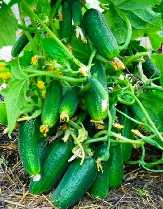 Собираю каждый год по 5-10 кг с 1 куста огурцов! Лучшие семена, которые теперь все соседи сажают