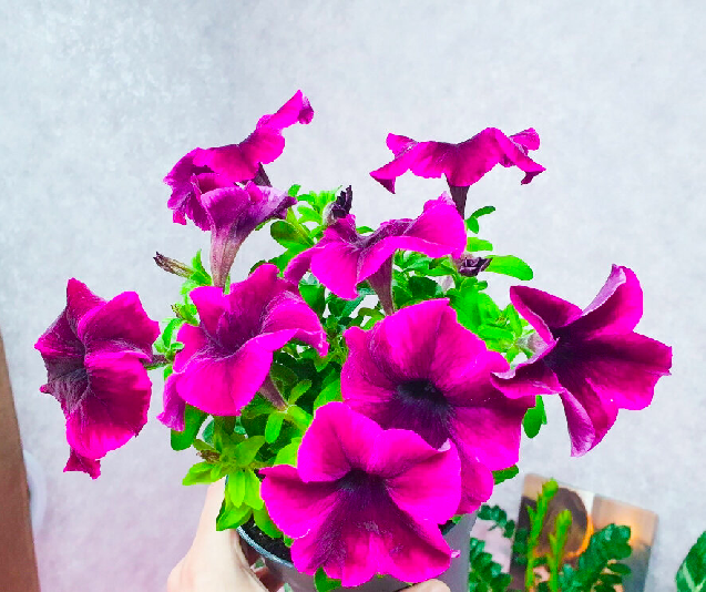 Так делают продавцы рассады на рынках: секрет, без которого из черенка не вырастет ничего хорошего