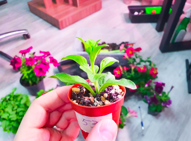 Так делают продавцы рассады на рынках: секрет, без которого из черенка не вырастет ничего хорошего