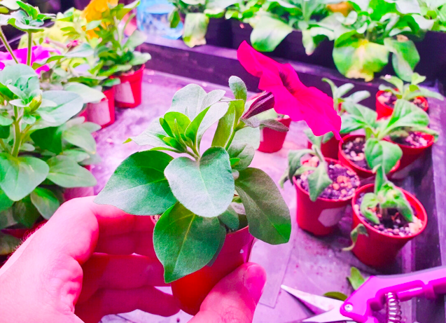 Так делают продавцы рассады на рынках: секрет, без которого из черенка не вырастет ничего хорошего