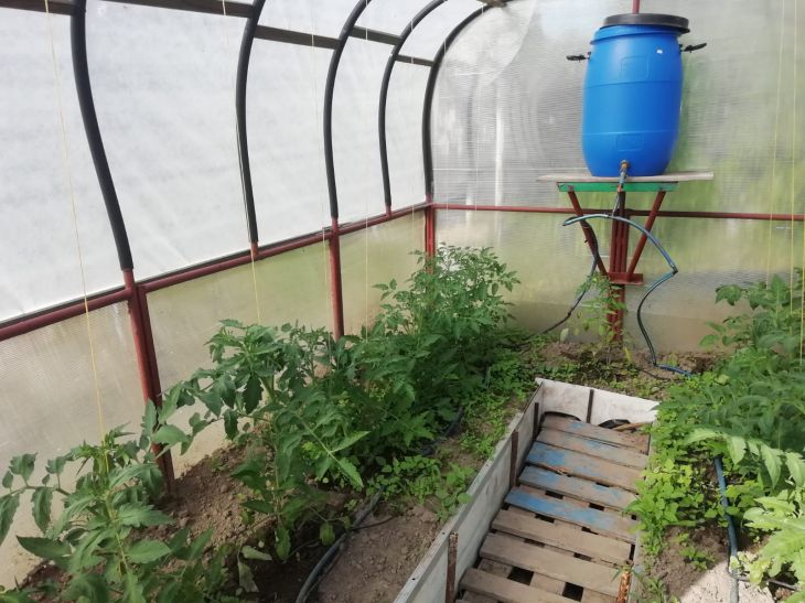 Что нужно сделать в теплице весной: 3 важных действия Что нужно сделать в теплице весной: 3 важных действия