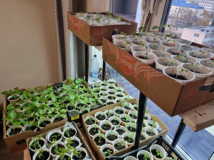 Что делать с рассадой после пикировки: примется и пойдет в рост – начинающим дачникам рассказали